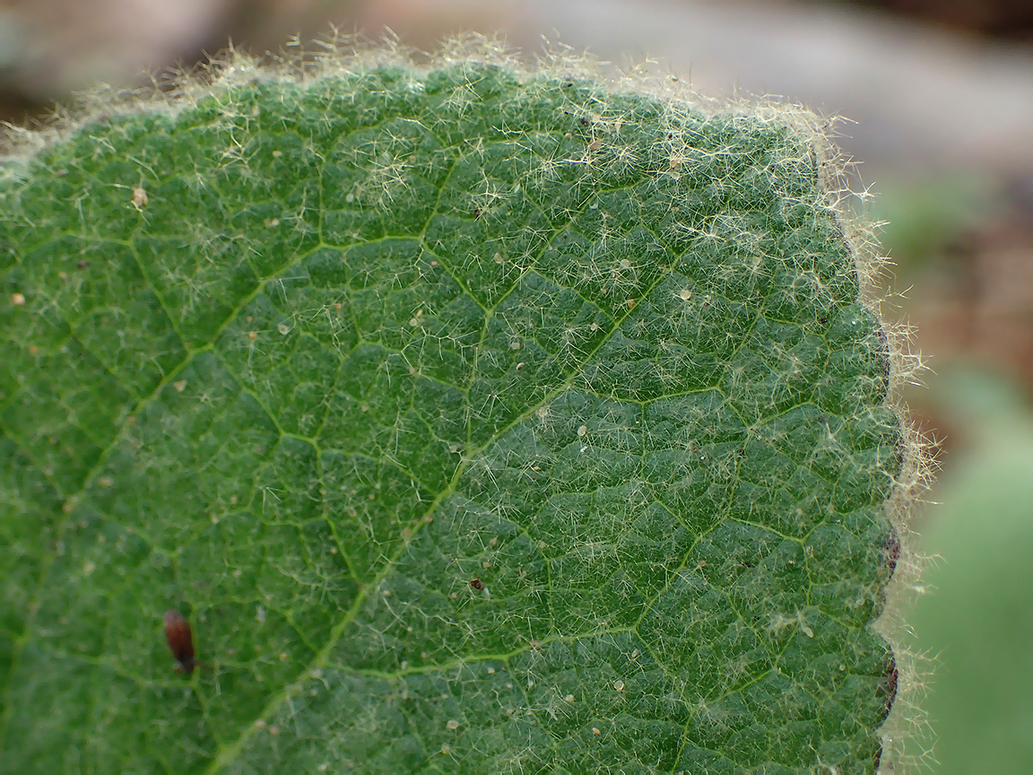 Image of Verbascum thapsus specimen.