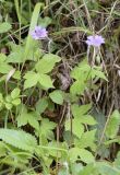 Geranium nodosum