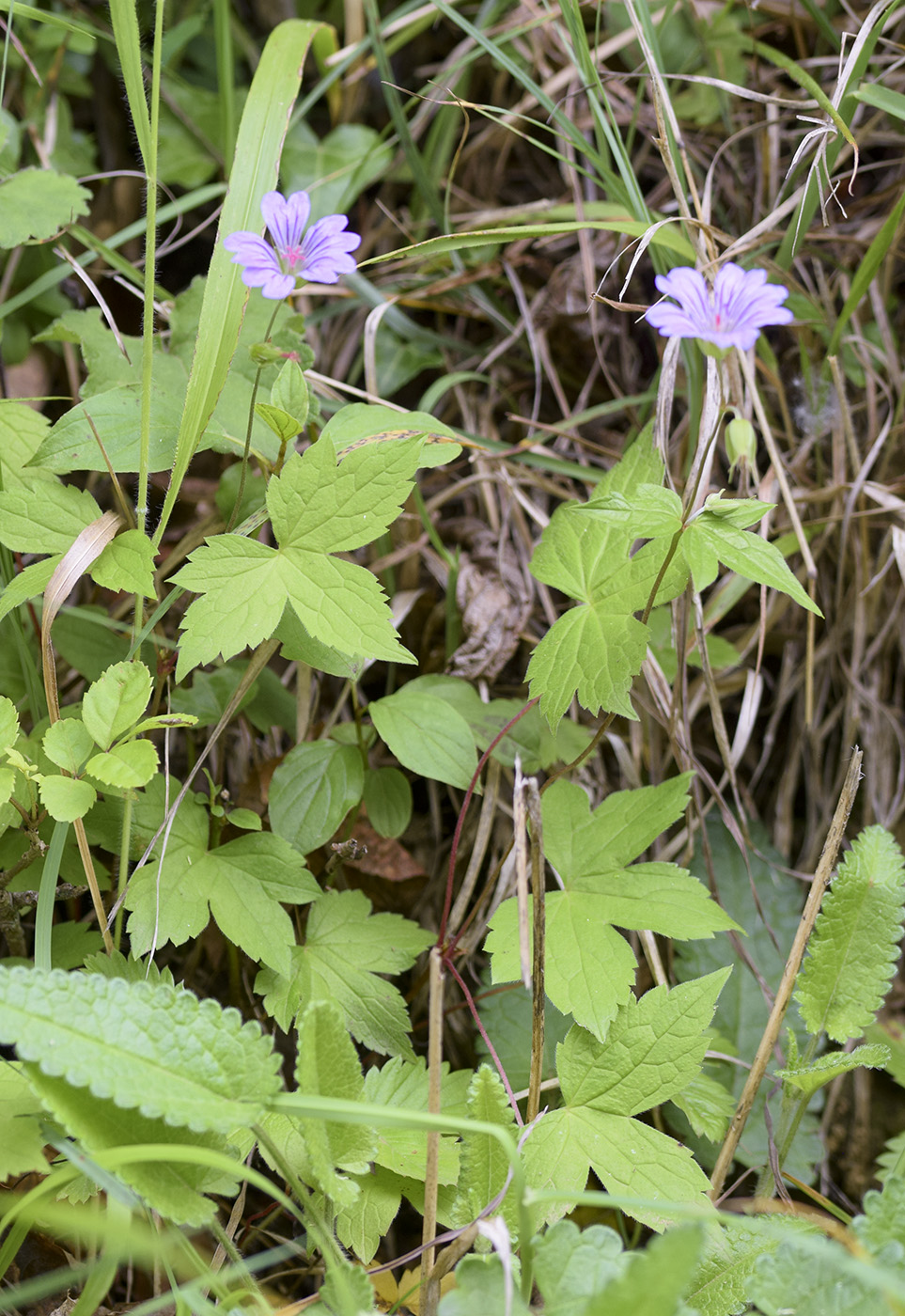 Изображение особи Geranium nodosum.