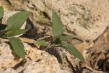 Xanthium orientale
