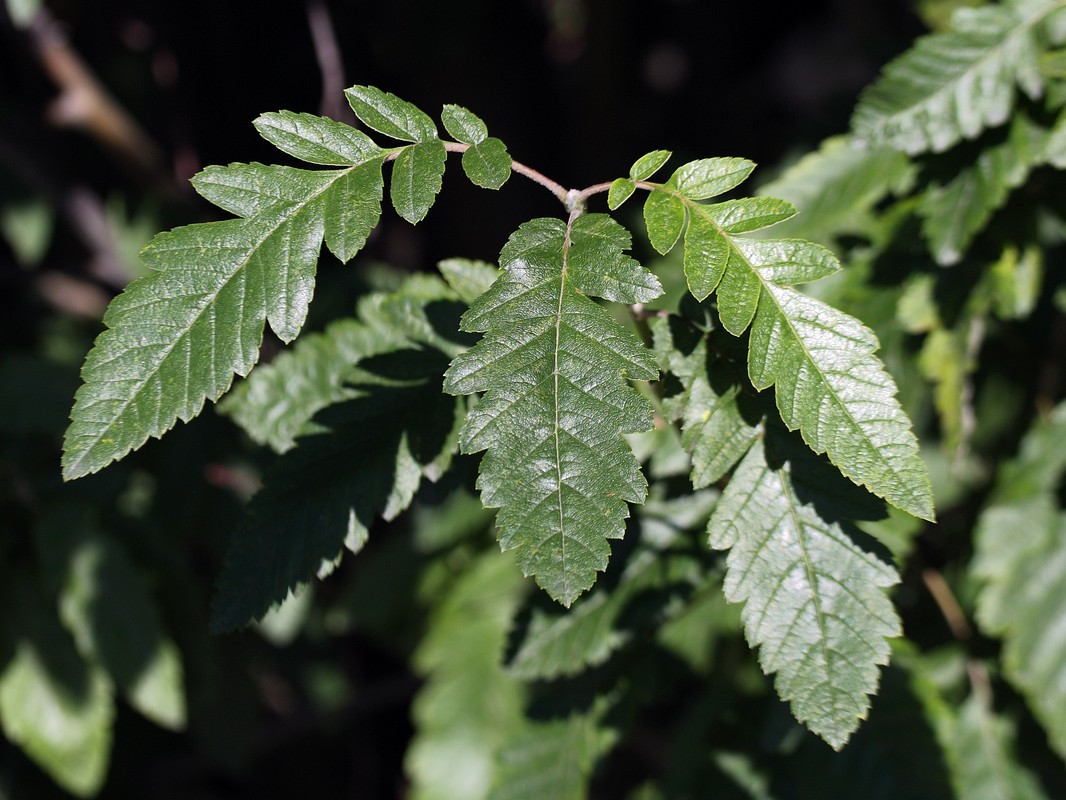 Image of Sorbus &times; thuringiaca specimen.