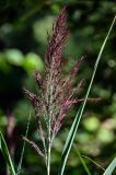 Phragmites australis