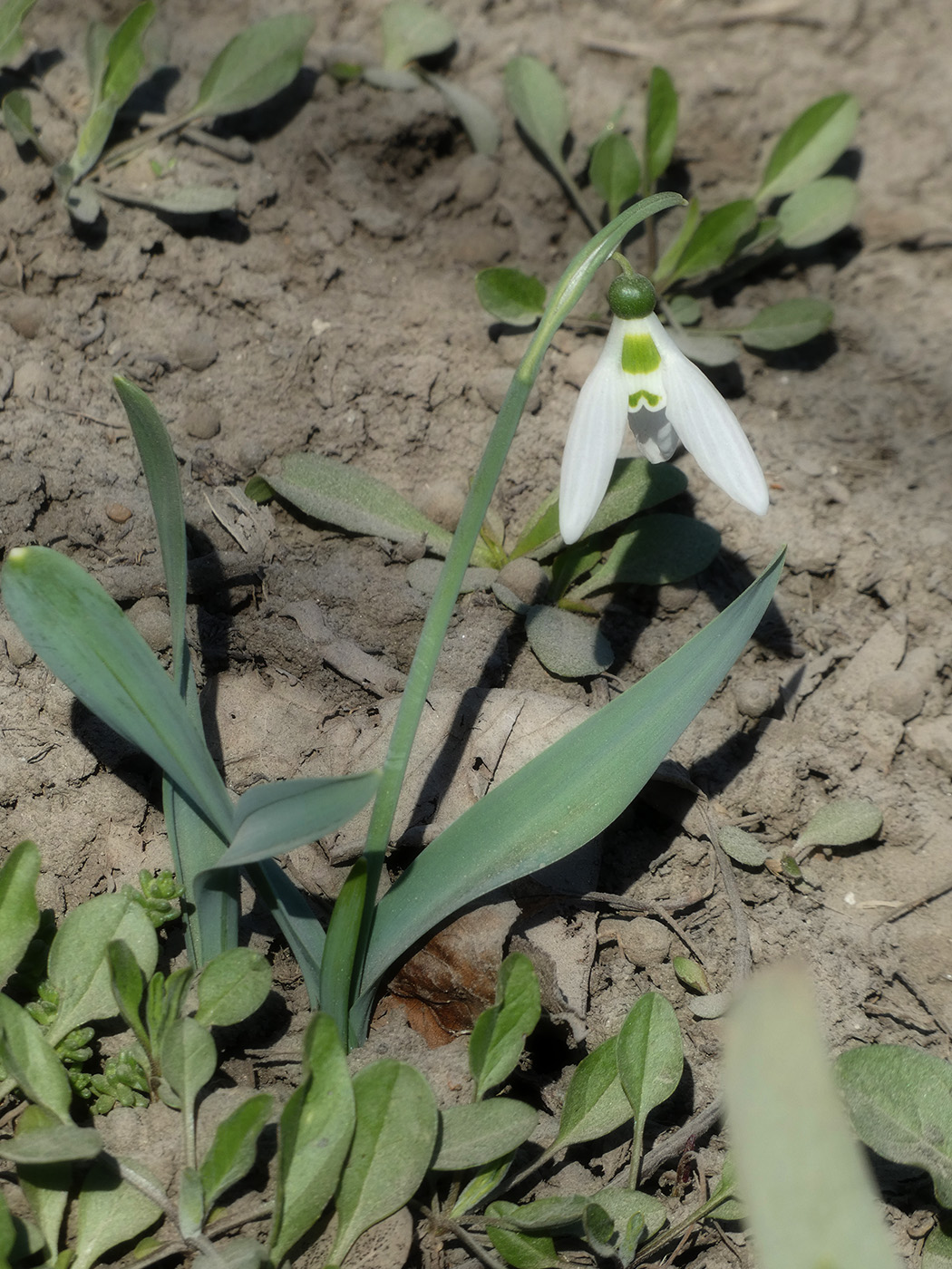 Image of Galanthus graecus specimen.