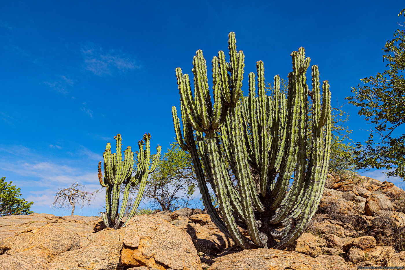 Image of genus Euphorbia specimen.