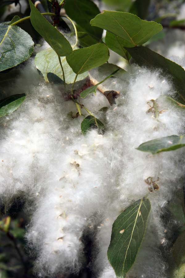 Image of genus Populus specimen.