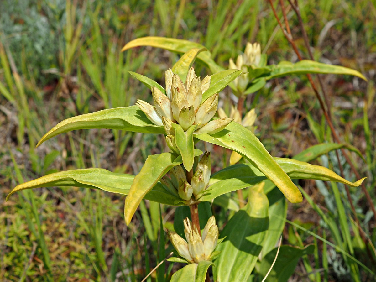 Image of Gentiana cruciata specimen.