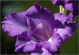 Gladiolus &times; gandavensis