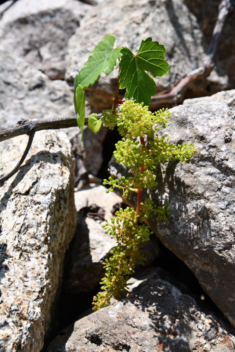 Image of Vitis vinifera specimen.