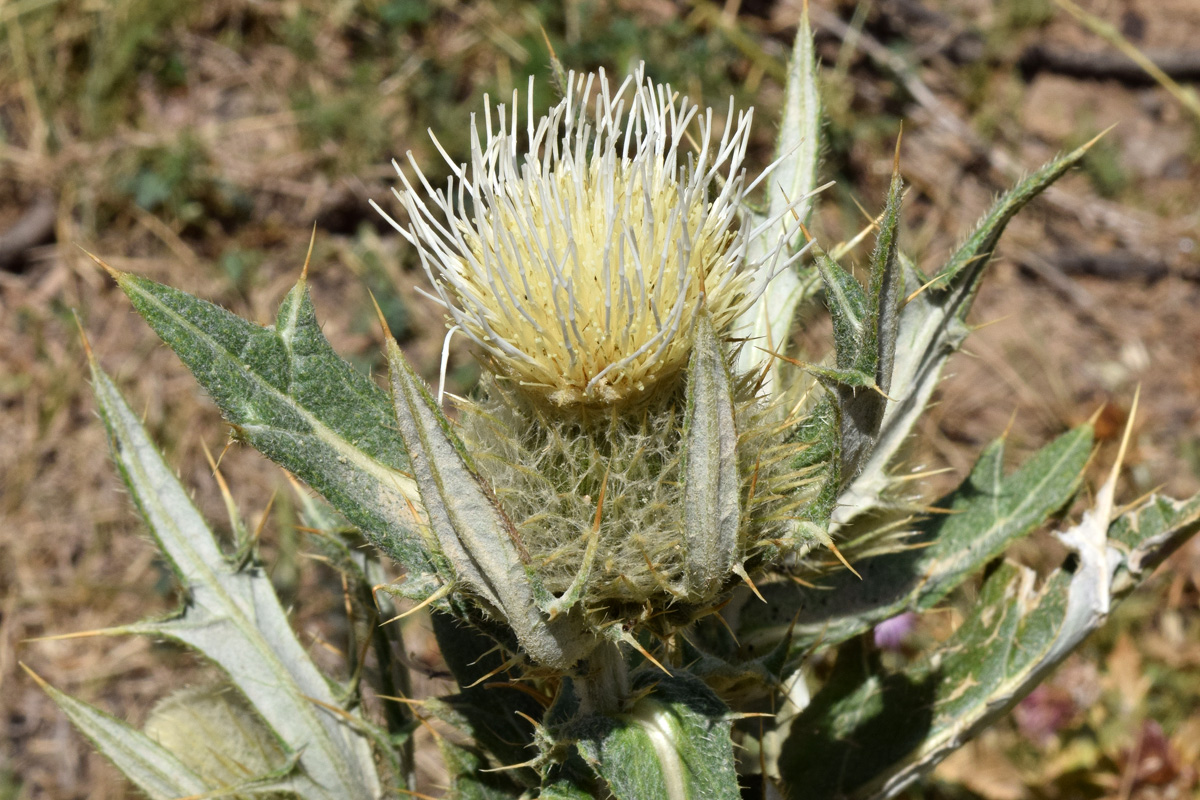 Изображение особи Cirsium turkestanicum.