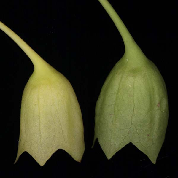 Image of Scopolia carniolica specimen.