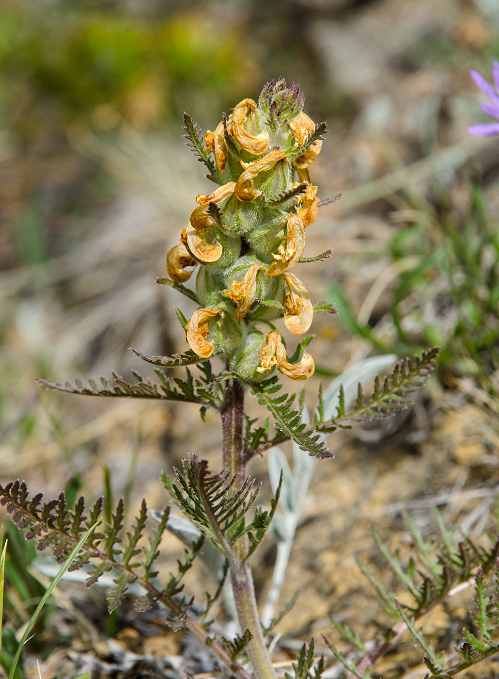 Image of Pedicularis sibirica specimen.
