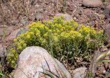 Odontarrhena tortuosa. Цветущие и плодоносящие растения. Крым, Южный Берег, окр. с. Лучистое, гора Южная Демерджи, луг на склоне. 03.06.2024.