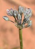 Allium подвид ugami