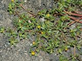 Portulaca oleracea
