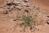 Erodium oxyrhynchum
