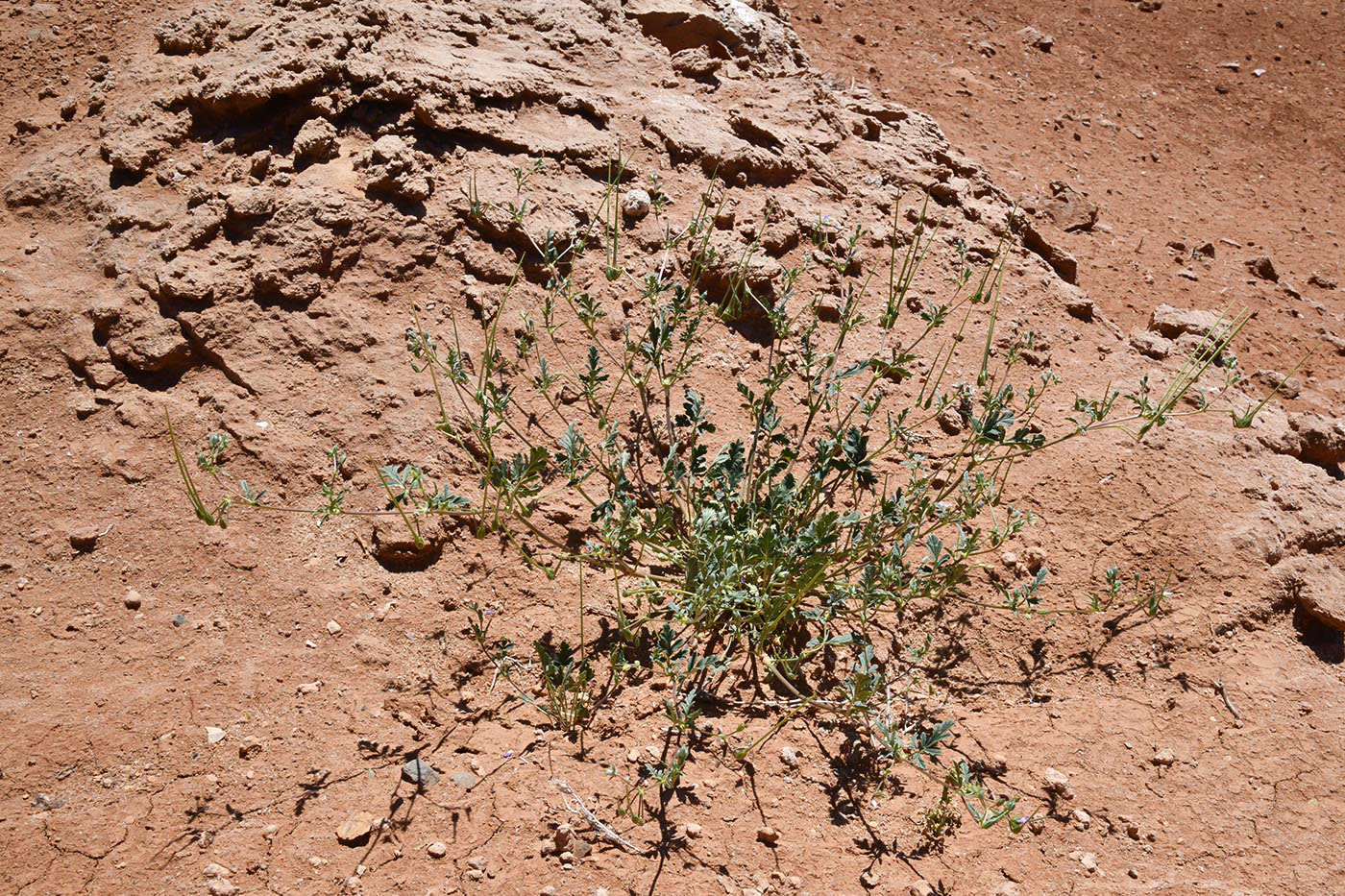 Image of Erodium oxyrhynchum specimen.
