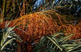Phoenix canariensis