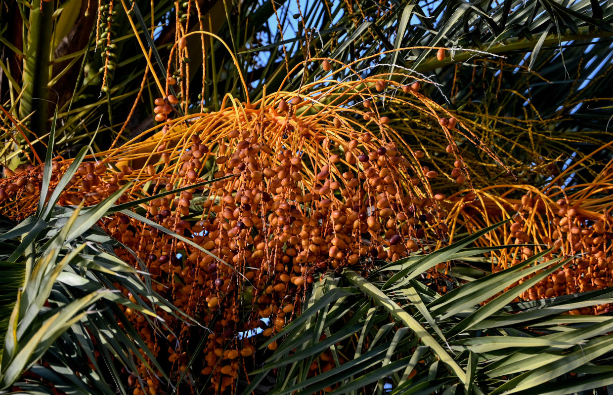 Image of Phoenix canariensis specimen.