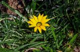 Gazania &times; hybrida
