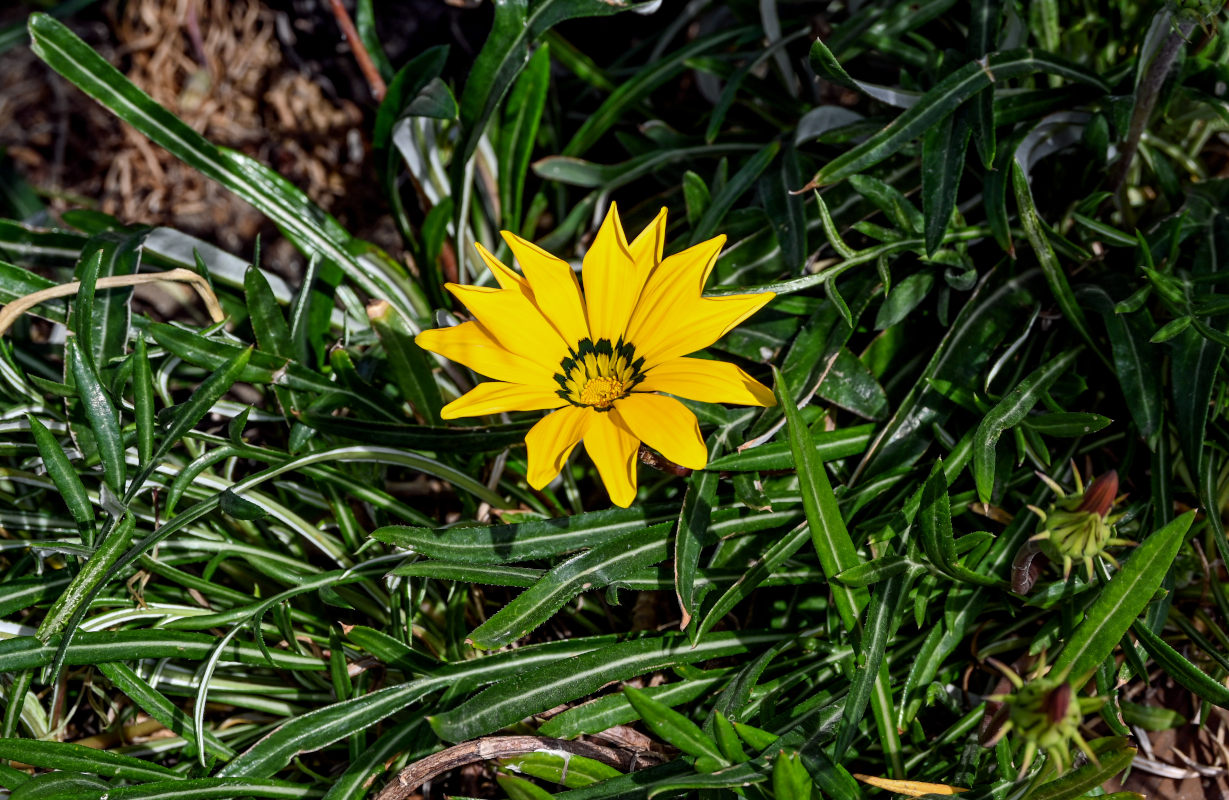 Image of Gazania × hybrida specimen.
