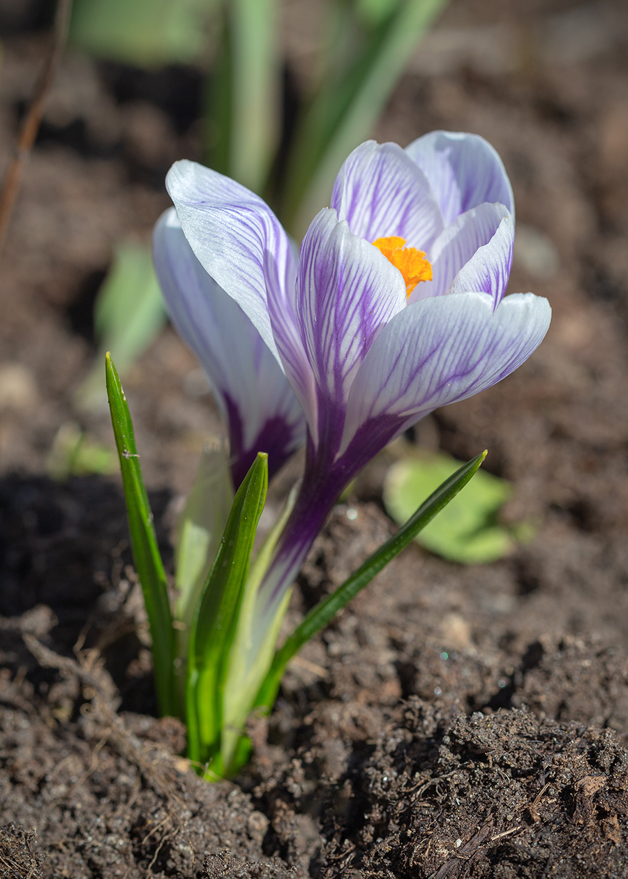 Image of Crocus vernus specimen.