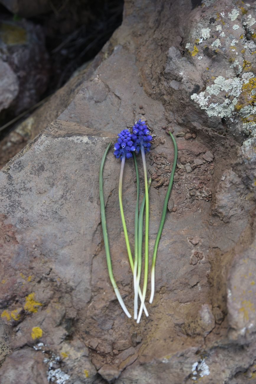 Image of genus Muscari specimen.