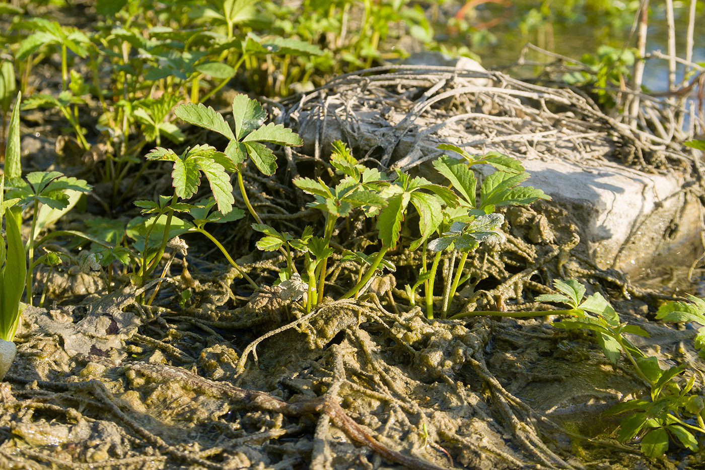Изображение особи Potentilla reptans.