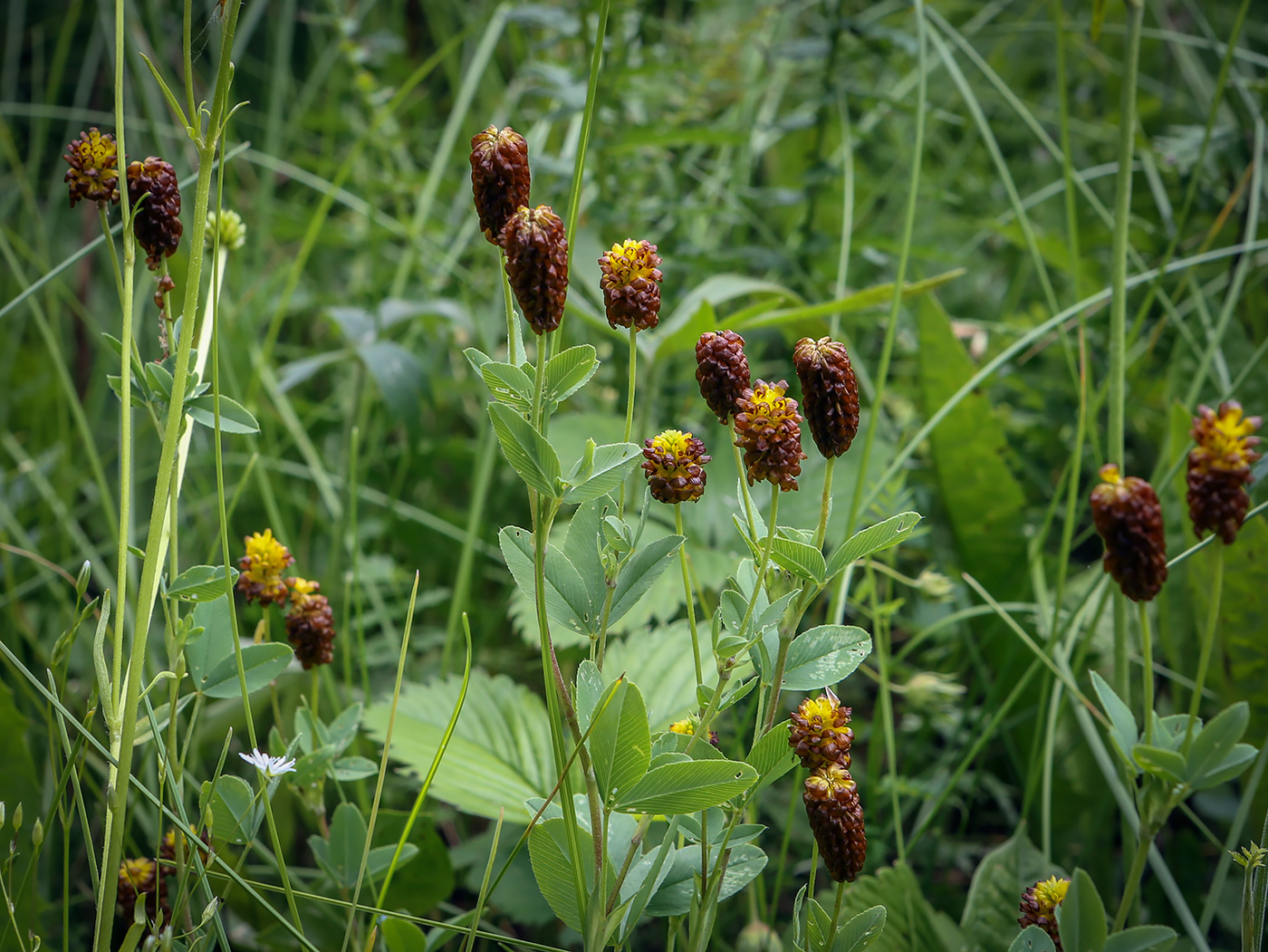 Изображение особи Trifolium spadiceum.