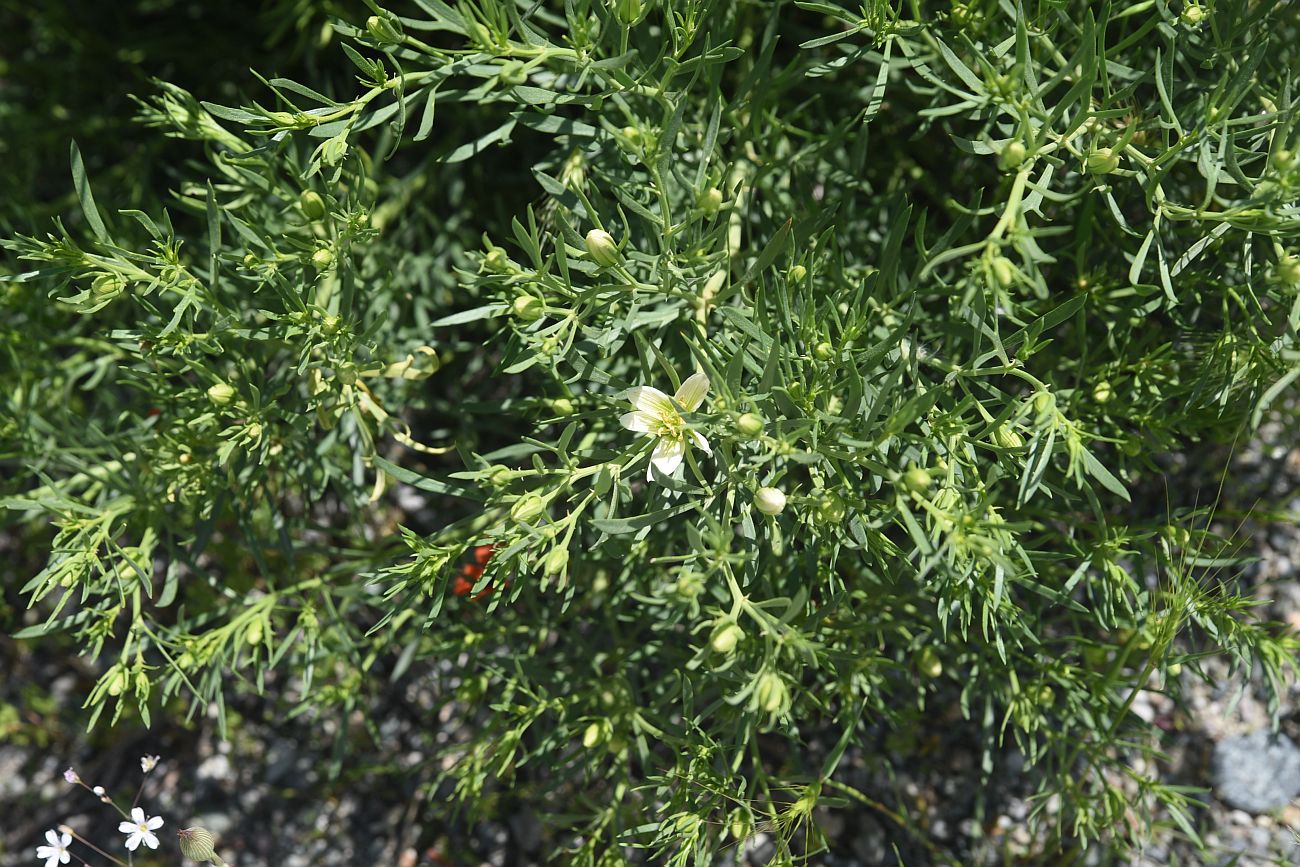 Image of Peganum harmala specimen.