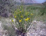 Limbarda salsoloides