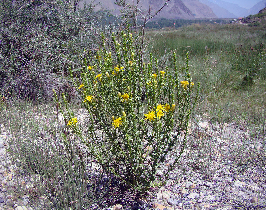 Image of Limbarda salsoloides specimen.