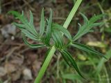 Valeriana coreana. Часть побега. Хабаровский край, окр. г. Комсомольск-на-Амуре, Силинский лесопарк, зарастающая просека. 05.07.2025.