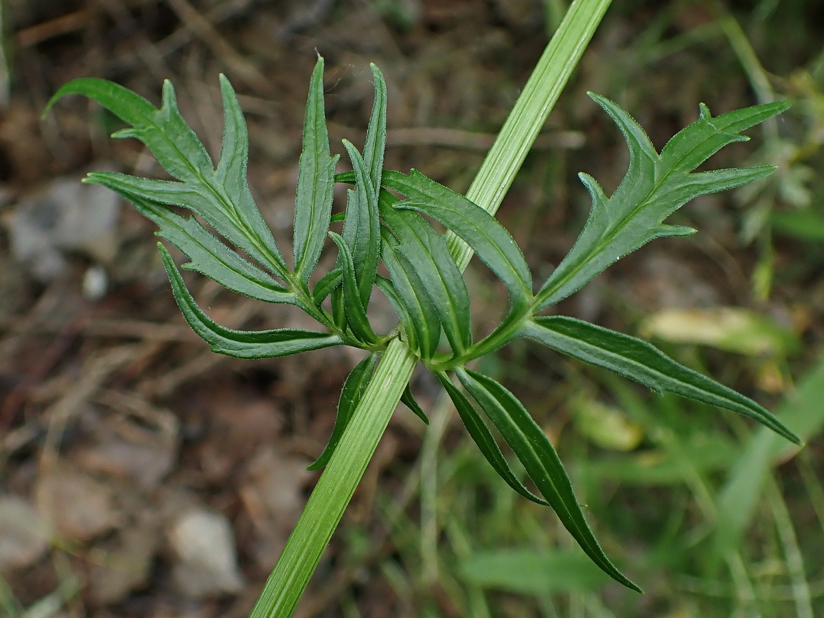 Изображение особи Valeriana coreana.