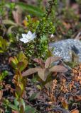 Trientalis europaea