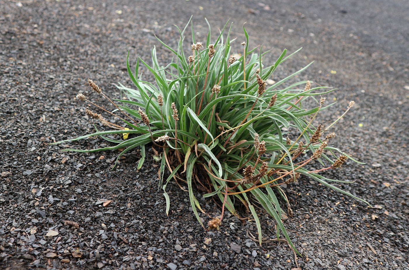 Image of genus Plantago specimen.