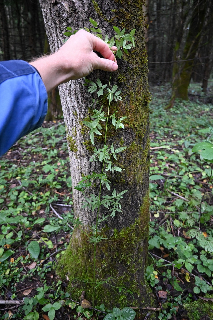 Изображение особи род Thalictrum.