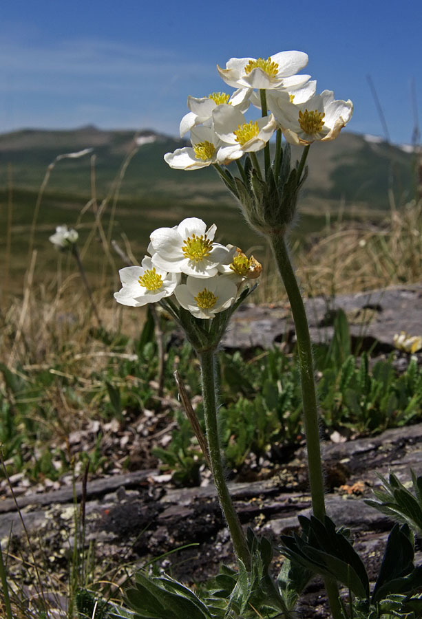 Изображение особи Anemonastrum crinitum.