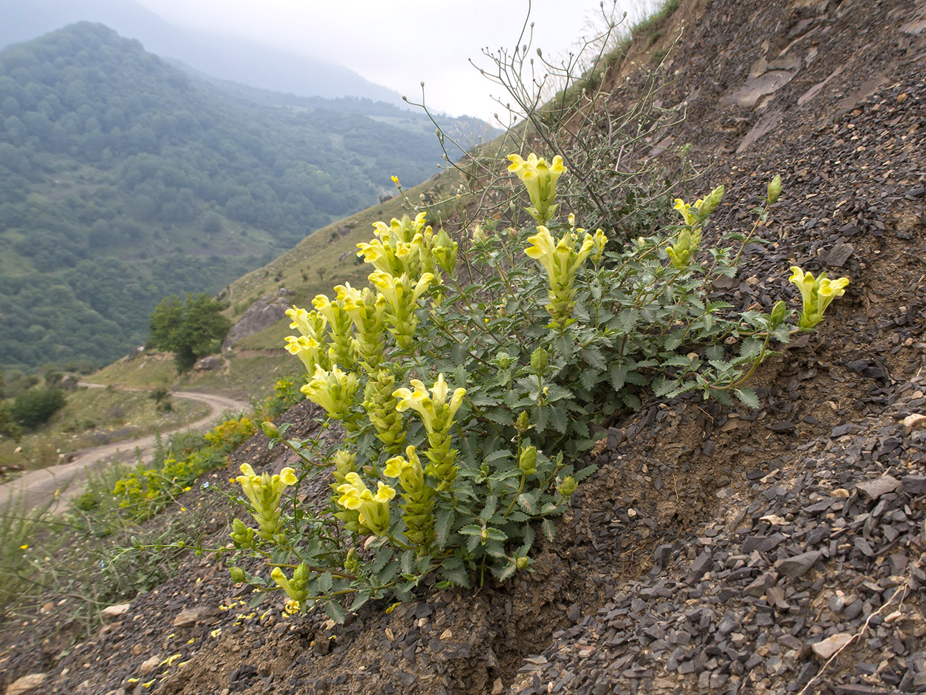 Изображение особи Scutellaria polyodon.