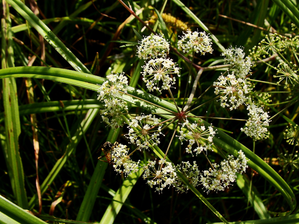 Image of Cicuta virosa specimen.