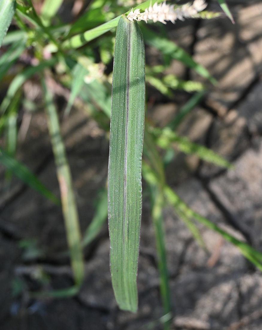 Изображение особи Echinochloa crus-galli.