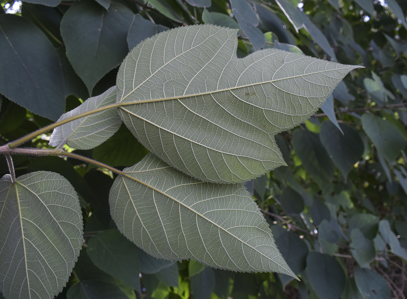 Image of Broussonetia papyrifera specimen.
