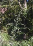 Artemisia verlotiorum