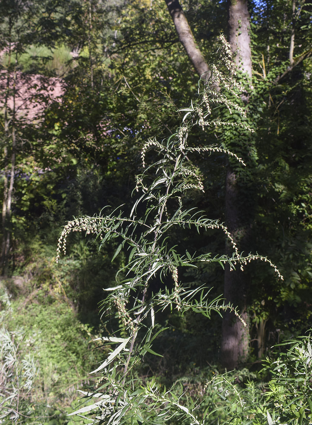 Изображение особи Artemisia verlotiorum.