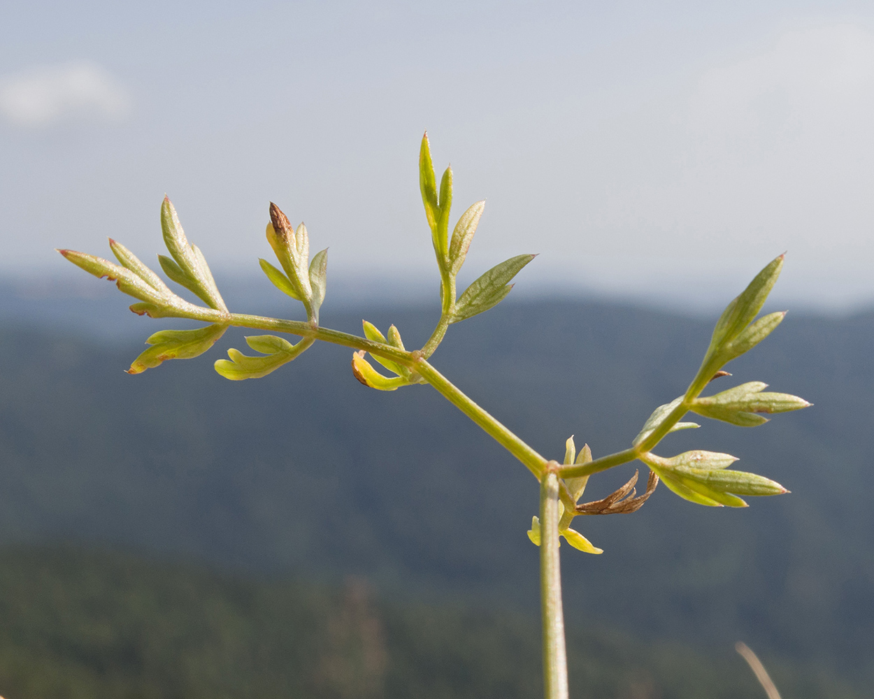 Image of familia Apiaceae specimen.