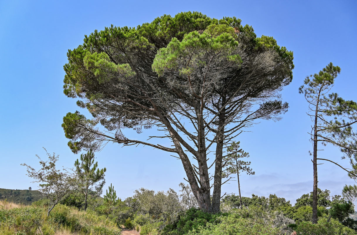 Изображение особи Pinus pinea.