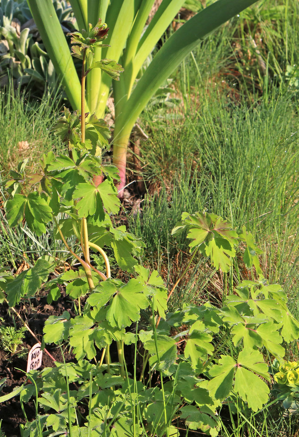 Image of Aquilegia oxysepala specimen.