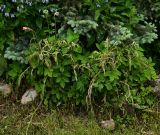 genus Papaver. Растение с бутонами и завязавшимися плодами в сообществе со снытью (Aegopodium) и окопником (Symphytum) под елью (Picea). Псковская обл., г. Изборск. 08.06.2025.