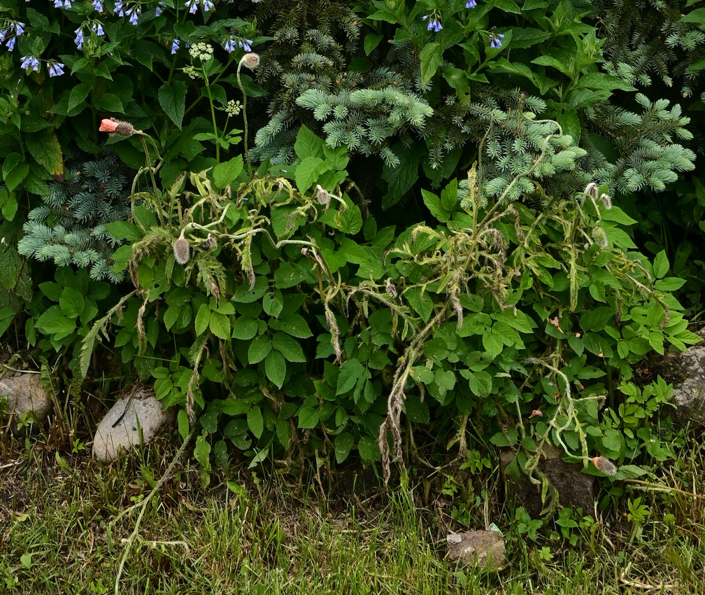 Image of genus Papaver specimen.