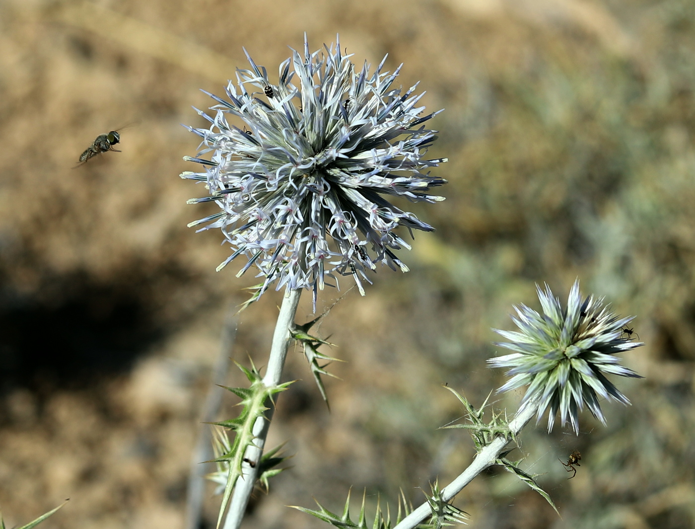 Изображение особи Echinops spiniger.