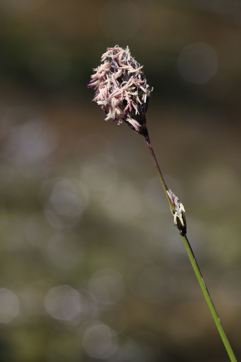 Image of Sesleria caerulea specimen.